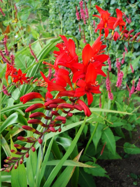 Crocosmia gigantiflora 'Lucifer' fleur
